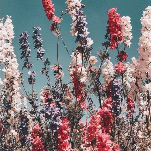 Meet your Posher, Anna - Picture 1 of 1